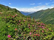 49 Rododendri rossi (Rhododendron ferrugineum) con vista in Valle Lunga